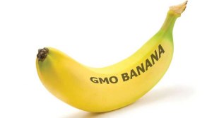 gmo-bananas-are-going